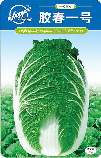 Jiaochun No.1——Spring-sowing Cabbage